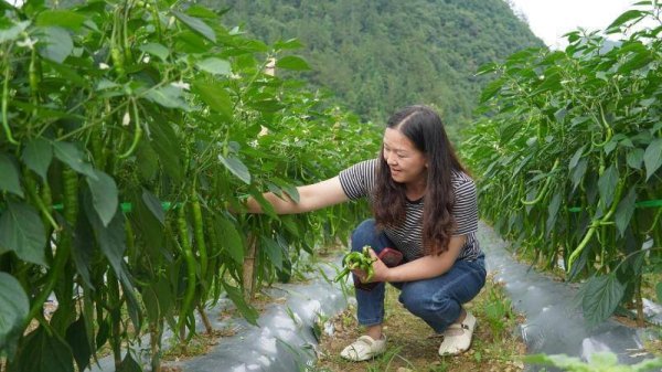 牛来了 1亿元！鹤峰产投集团再获新定单！