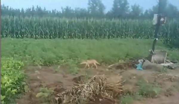 对对配 陕西榆林青云镇有狼外逃？当地回应：是狼犬，目前击毙6条，未逃的15条狼犬也已击毙